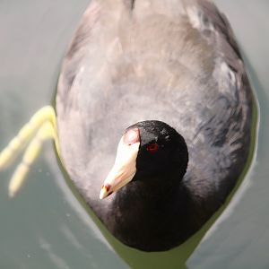 North American Coot