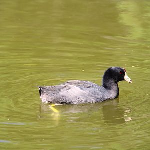 North American Coot