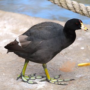 North American Coot