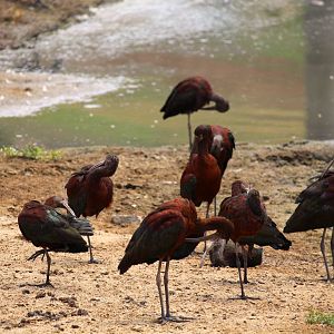 White-faced Ibises