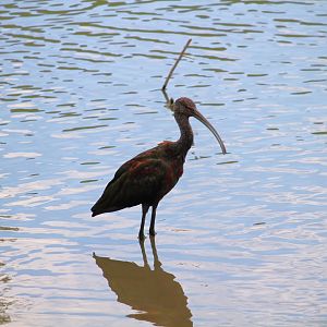 White-faced Ibis