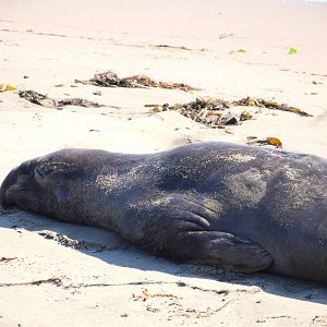 Northern Elephant Seal