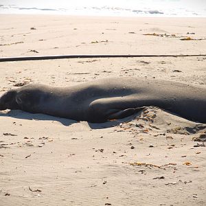 Northern Elephant Seal