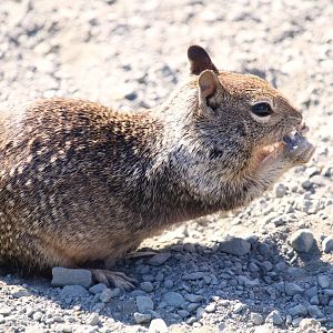 California Ground Squirrel