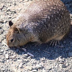 California Ground Squirrel