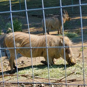 Franklin Park Zoo (2022) - Warthog