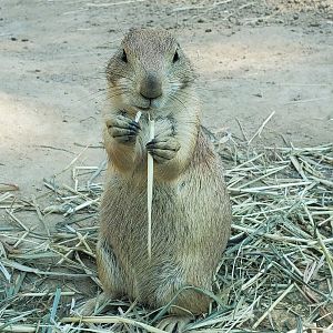 Franklin Park Zoo (2022) - Prairie Dog