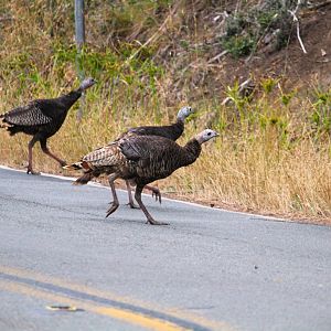 Rio Grande Wild Turkeys