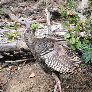 Rio Grande Wild Turkey