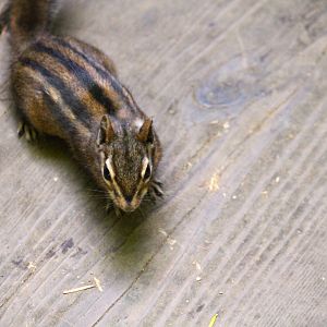 Sonoma Chipmunk