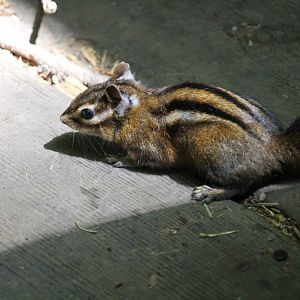 Sonoma Chipmunk