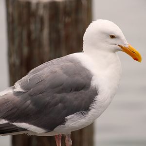 Northern Western Gull