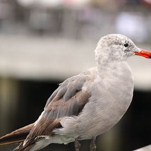 Heermann's Gull