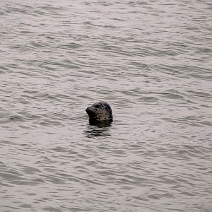 Pacific Harbor Seal