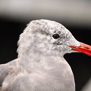 Heermann's Gull