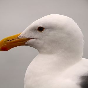 Northern Western Gull