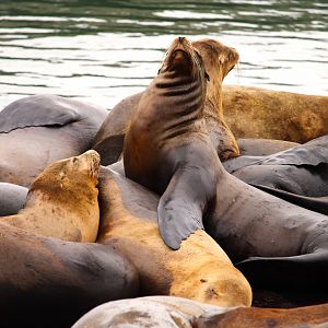 California Sea Lions