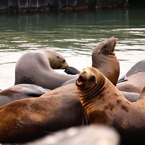 California Sea Lions