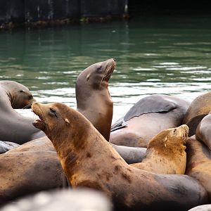 California Sea Lions