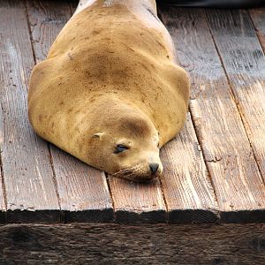 California Sea Lion