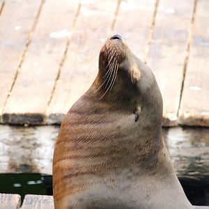 California Sea Lion