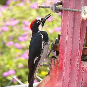 Pacific Acorn Woodpecker