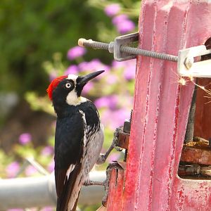 Pacific Acorn Woodpecker