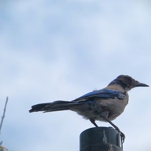 California Scrub-Jay