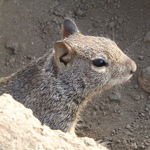 California Ground Squirrel