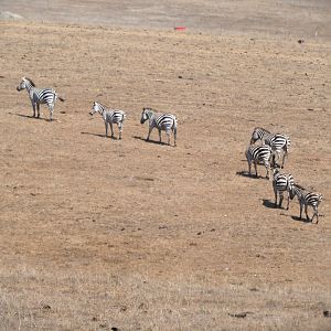 Plains Zebras