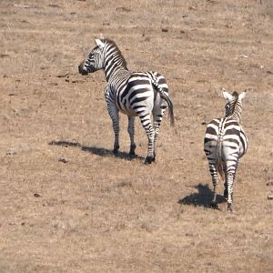 Plains Zebras