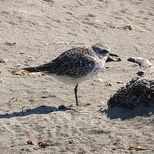 Gray Plover