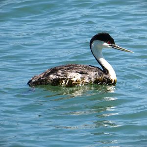 North American Western Grebe