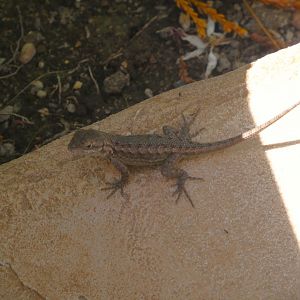Western Fence Lizard