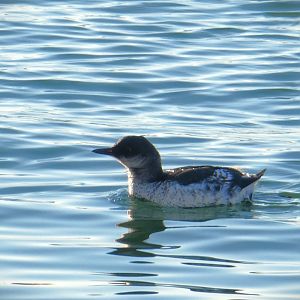 Pigeon Guillemot