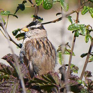 Nuttall's White-crowned Sparrow