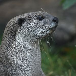 Smooth-coated otter (Lutrogalle perspicilatta)