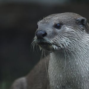 Smooth-coated otter (Lutrogalle perspicilatta)