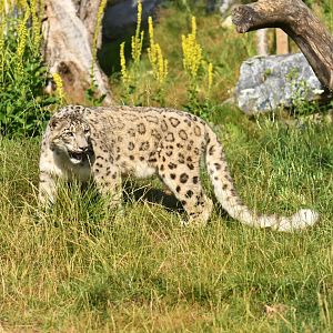 Snow leopard (Panthera uncia)
