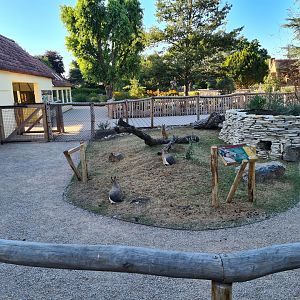 New exhibit: Patagonian mara walkthrough