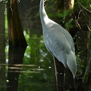 Sarus Crane Antigone antigone