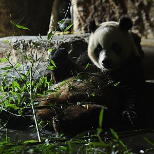 Giant panda (Ailuropodo melanoleuca)