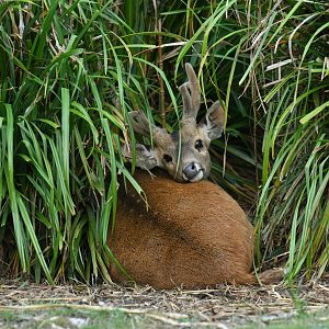 Hog deer (Axis porcinus)