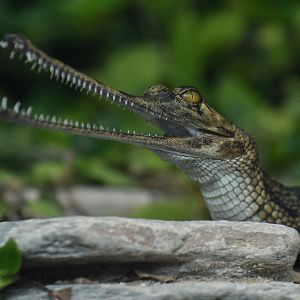 Gharial (Gavialis gangeticus)