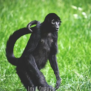 Colombian black spider monkey