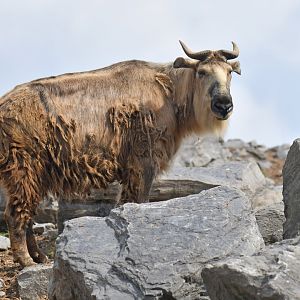 Golden takin (Budorcas taxicolor bedfordi)