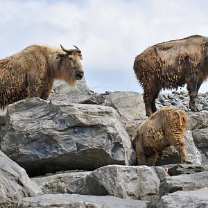 Golden takin (Budorcas taxicolor bedfordi)