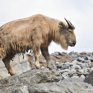 Golden takin (Budorcas taxicolor bedfordi)
