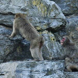 Japanese macaque (Macaca fuscata)