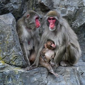 Japanese macaque (Macaca fuscata)